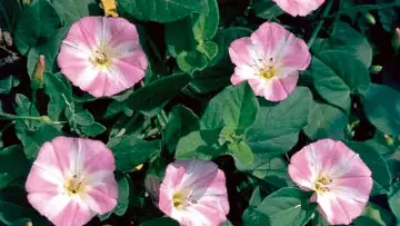 Dicotylédones vivaces - Liseron